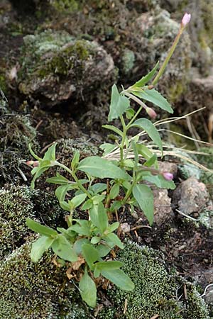 Epilobium alsinifolium \ Mierenblttriges Weidenrschen / Chickweed Willowherb, D Schwarzwald/Black-Forest, Belchen 22.7.2017