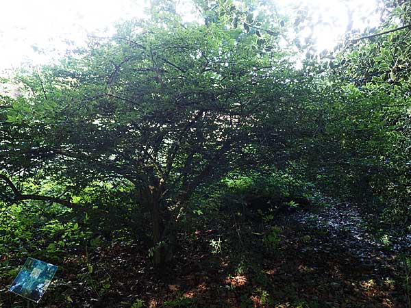 Euonymus alatus \ Geflgelter Spindelstrauch, Kork-Flgelstrauch / Winged Spindle, Burning Bush, D Botan. Gar. Krefeld 13.6.2019