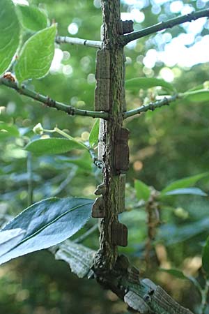 Euonymus alatus \ Geflgelter Spindelstrauch, Kork-Flgelstrauch, D Botan. Gar. Krefeld 13.6.2019