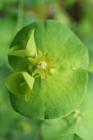 Euphorbia amygdaloides \ Mandelblttrige Wolfsmilch / Mediterranean Spurge, D Simmerath-Erkensruhr 9.6.2020