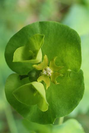 Euphorbia amygdaloides \ Mandelblttrige Wolfsmilch / Mediterranean Spurge, D Simmerath-Erkensruhr 9.6.2020