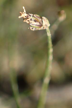 Eleocharis acicularis \ Nadel-Sumpfbinse / Needle Spike Rush, D Schwarzenborn 8.9.2020