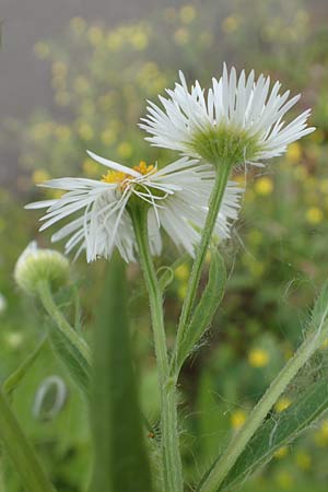 Erigeron annuus \ Einjhriger Feinstrahl / Tall Fleabane, D Hockenheim 8.6.2021