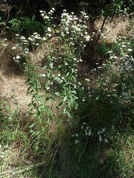 Erigeron annuus / Tall Fleabane, D Mannheim 16.7.2021