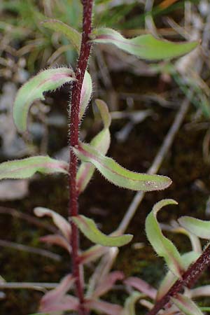 Erigeron muralis \ Sptes Berufkraut / Late Fleabane, D Rannungen 8.8.2021