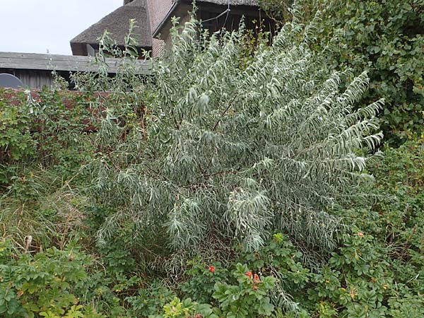 Elaeagnus angustifolia \ Schmalblttrige lweide / Narrow-Leaved Oleaster, Russian Olive, D Heiligenhafen 17.9.2021