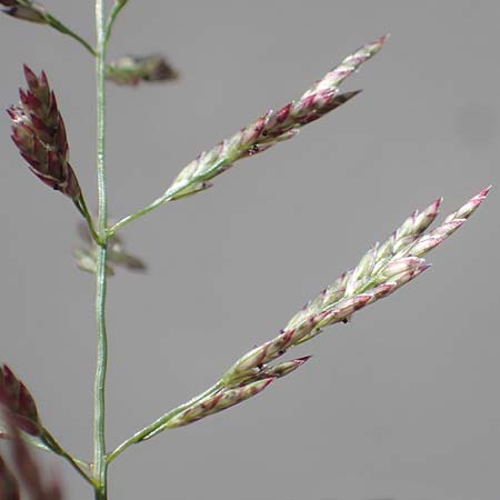 Eragrostis albensis \ Elbe-Liebesgras, D Odenwald, Erbach 17.7.2022