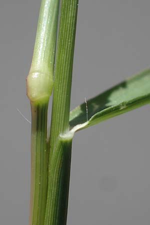 Eragrostis albensis / Elbe Love Grass, D Odenwald, Erbach 17.7.2022