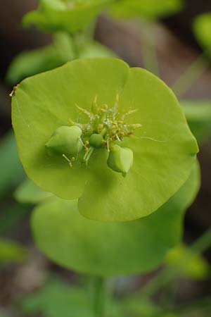 Euphorbia amygdaloides \ Mandelblttrige Wolfsmilch / Mediterranean Spurge, D Höpfingen 20.5.2023