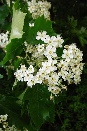 Sorbus torminalis \ Elsbeere, D Bensheim 6.5.2015