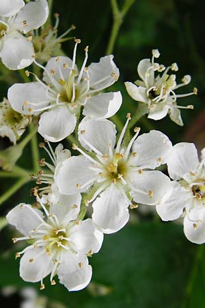 Sorbus torminalis \ Elsbeere, D Bensheim 6.5.2015