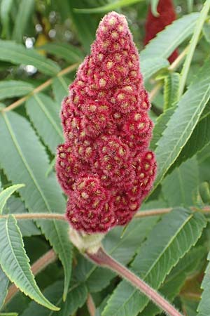 Rhus typhina \ Essigbaum / Stag's-Horn Sumach, D Erlenbach am Main 16.7.2016