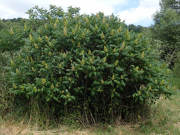 Rhus typhina / Stag's-Horn Sumach, D Erlenbach am Main 24.6.2017