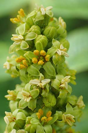 Rhus typhina \ Essigbaum / Stag's-Horn Sumach, D Erlenbach am Main 24.6.2017