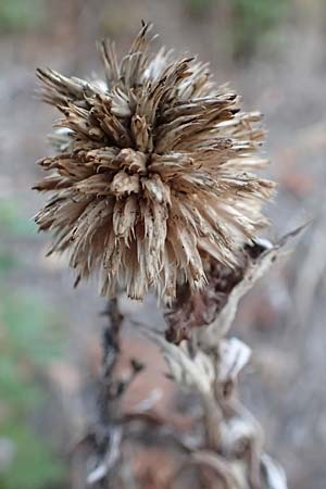 Echinops banaticus / Blue Globe Thistle, D Frankfurt Europaviertel 8.10.2018