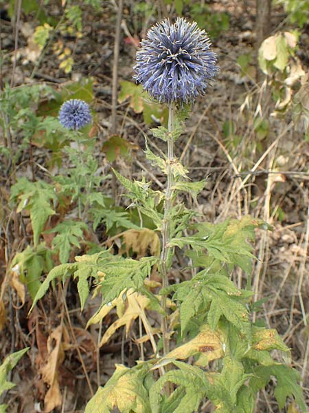 Echinops banaticus \ Banater Kugeldistel / Blue Globe Thistle, D Frankfurt Europaviertel 4.8.2019