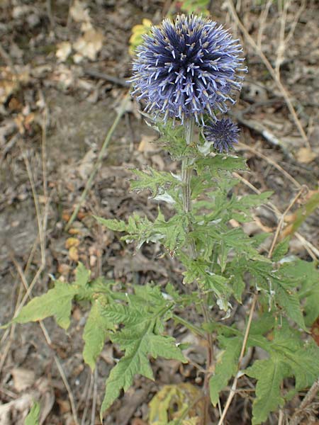 Echinops banaticus \ Banater Kugeldistel, D Frankfurt Europaviertel 4.8.2019