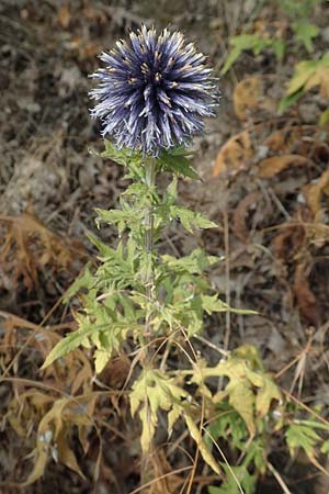 Echinops banaticus \ Banater Kugeldistel / Blue Globe Thistle, D Frankfurt Europaviertel 4.8.2019