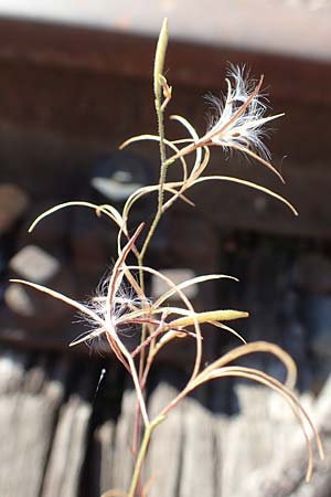 Epilobium brachycarpum \ Kurzfrchtiges Weidenrschen / Panicled Willowherb, Tall Annual Willowherb, D Mannheim 15.9.2019