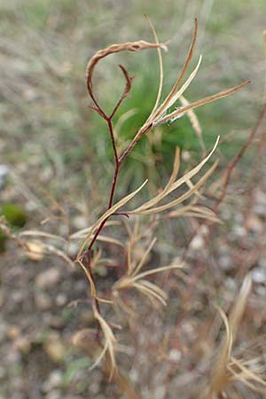 Epilobium brachycarpum \ Kurzfrchtiges Weidenrschen, D Mannheim 11.10.2019