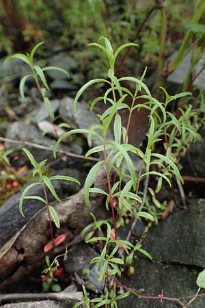 Epilobium brachycarpum \ Kurzfrchtiges Weidenrschen / Panicled Willowherb, Tall Annual Willowherb, D Ludwigshafen 27.5.2021