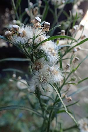 Erigeron bonariensis \ Sdamerikanischer Katzenschweif, Krauser Katzenschweif / Argentine Fleabane, D Mannheim 10.9.2023