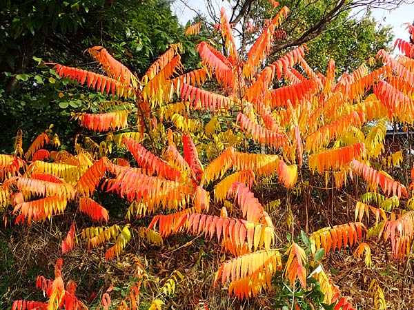 Rhus typhina \ Essigbaum / Stag's-Horn Sumach, D Odenwald, Ursenbach 1.11.2023