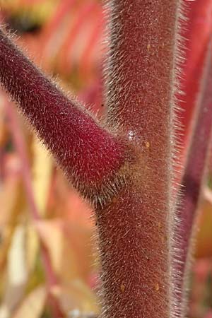 Rhus typhina \ Essigbaum, D Odenwald, Ursenbach 1.11.2023