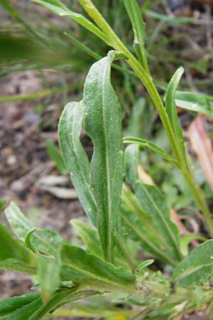 Erysimum cheiri / Wallflower, D Bensheim 6.5.2015