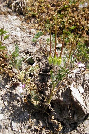 Erodium cicutarium \ Gewhnlicher Reiherschnabel / Common Crane's-Bill, Philary, D Limburg 22.5.2015