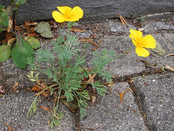 Eschscholzia californica \ Kalifornischer Kappen-Mohn, Goldmohn / California Poppy, D Mannheim 13.6.2015