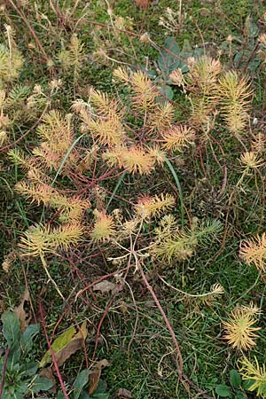 Euphorbia cyparissias \ Zypressen-Wolfsmilch / Cypress Spurge, D Schwetzingen 7.11.2015