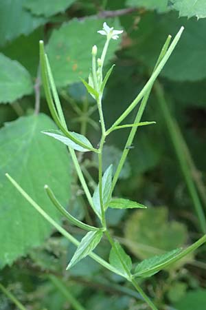 Epilobium ciliatum subsp. ciliatum \ Bewimpertes Weidenrschen, D Odenwald, Fischbachtal 26.8.2016