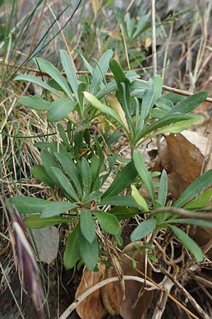 Erysimum cheiri \ Goldlack, D Heimbach 24.5.2018