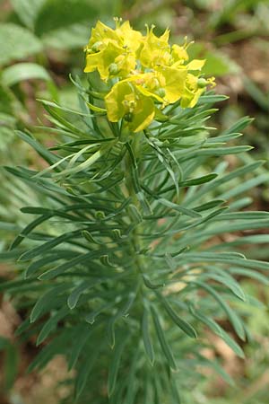 Euphorbia cyparissias \ Zypressen-Wolfsmilch / Cypress Spurge, D Grünstadt-Asselheim 21.6.2018