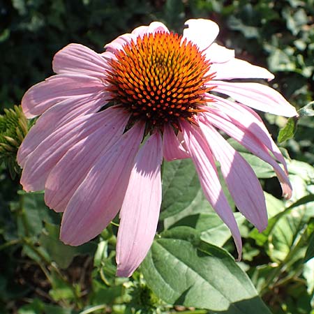 Echinacea purpurea \ Roter Sonnenhut, D Bonn 9.7.2018