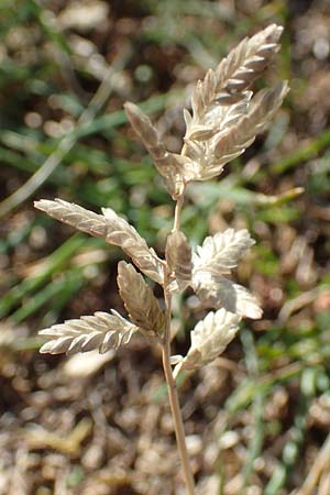 Eragrostis cilianensis \ Grohriges Liebesgras / Grey Love Grass, Stink Grass, D Hockenheim 30.9.2018