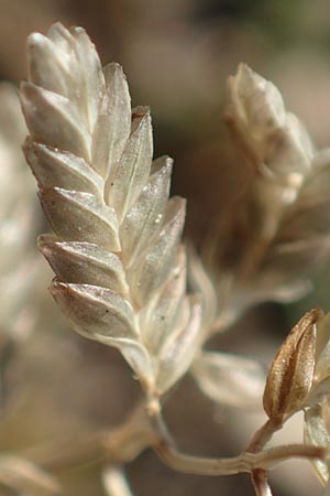 Eragrostis cilianensis \ Grohriges Liebesgras / Grey Love Grass, Stink Grass, D Hockenheim 30.9.2018