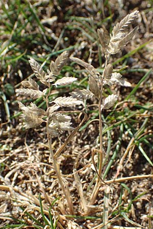 Eragrostis cilianensis \ Grohriges Liebesgras / Grey Love Grass, Stink Grass, D Hockenheim 30.9.2018
