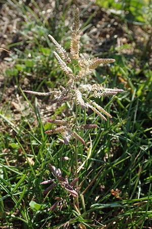 Eragrostis cilianensis \ Grohriges Liebesgras / Grey Love Grass, Stink Grass, D Hockenheim 30.9.2018