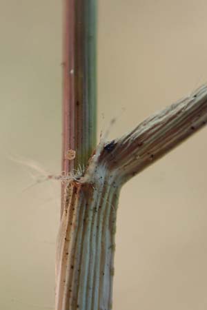 Eragrostis cilianensis \ Grohriges Liebesgras, D Hockenheim 30.9.2018