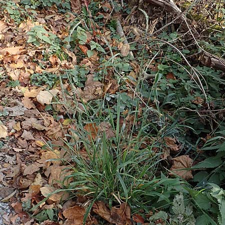 Elymus caninus \ Hunds-Quecke, D Neckarsteinach 9.11.2018