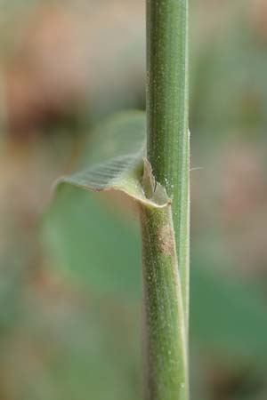 Elymus caninus \ Hunds-Quecke / Bearded Couch, D Neckarsteinach 9.11.2018