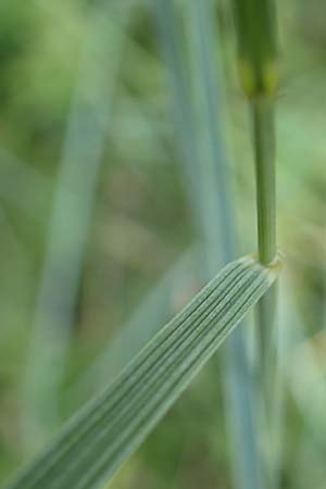 Elymus campestris \ Feld-Quecke / Couch, D Grißheim 16.7.2019