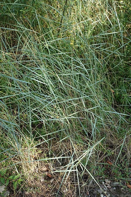 Elymus campestris \ Feld-Quecke, D Grißheim 16.7.2019