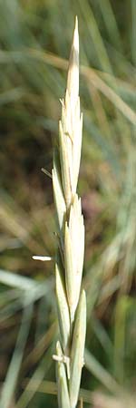 Elymus campestris \ Feld-Quecke, D Grißheim 16.7.2019