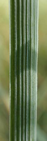 Elymus campestris \ Feld-Quecke, D Grißheim 16.7.2019