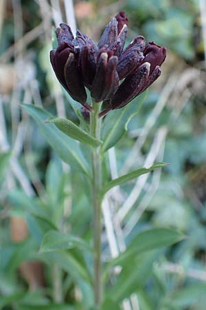 Erysimum cheiri \ Goldlack, D Mannheim-Seckenheim 4.4.2020