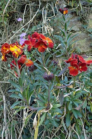 Erysimum cheiri / Wallflower, D Mannheim-Seckenheim 4.4.2020