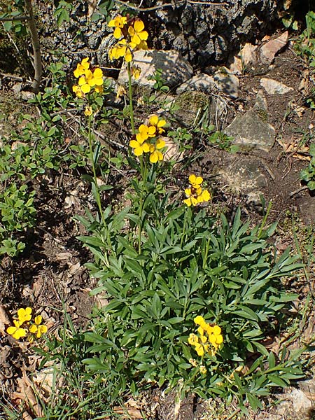 Erysimum cheiri \ Goldlack, D Bad Kreuznach, Ruine Rheingrafenstein 20.4.2021